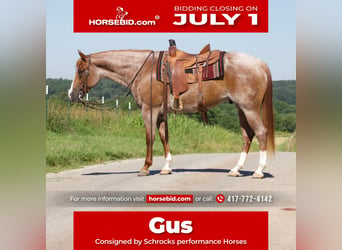 American Quarter Horse, Castrone, 7 Anni, 160 cm, Roano rosso, in Purdy, MO,