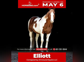 Paint-häst, Valack, 11 år, 157 cm, Pinto, in Middleboro,