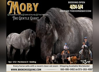 Percheron Mix, Gelding, 6 years, 17.2 hh, Roan-Blue, in Bogard, MO