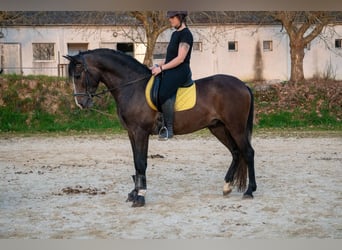 PRE, Stallion, 4 years, in Ourense,