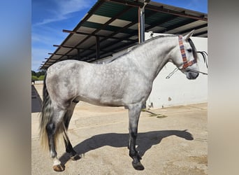 PRE, Stallion, 4 years, 16 hh, Gray, in Murcia,