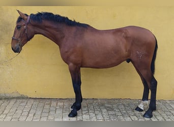 PRE Mix, Stallion, 5 years, 15.2 hh, Bay, in Madrid,