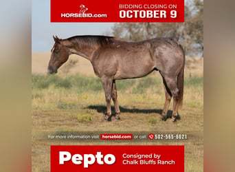 American Quarter Horse, Wallach, 9 Jahre, 152 cm, Roan-Red, in Waco, TX,