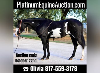 Quarter horse américain, Hongre, 14 Ans, 147 cm, Overo-toutes couleurs, in Weatherford TX,