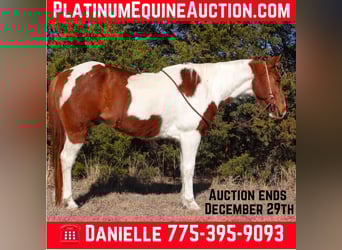Paint Horse, Caballo castrado, 11 años, 147 cm, Tobiano-todas las-capas, in Guthrie OK
