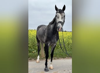 Gelding 4 years