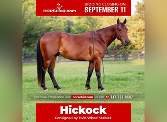 Quarter horse américain, Hongre, 5 Ans, 145 cm, Bai cerise, in New Holland, PA,