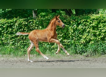 Westphalian, Stallion, Foal (03/2024), 16,3 hh, Chestnut-Red, in Mettmann,