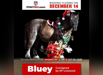 Plus de poneys/petits chevaux, Hongre, 10 Ans, 89 cm, Rouan Bleu, in Buffalo,