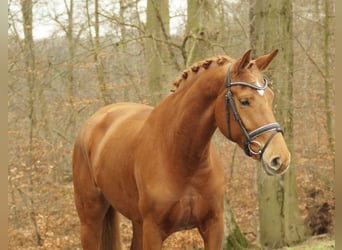 German Sport Horse, Mare, 5 years, 16.1 hh, Chestnut, in Gleichen,