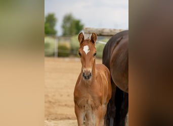 Westphalian, Stallion, Foal (06/2025), 16,2 hh, Brown, in Boppard