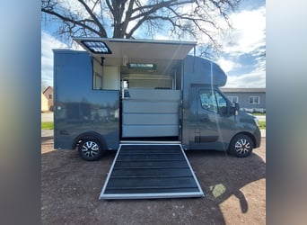 MSG Pferdetransporter Renault Master Stablehopper NEU