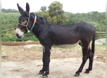 Donkey, Stallion, 9 years, 14.3 hh, Black, in BERGA, BARCELONA,