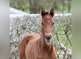 Hannoveraner, Stute, 1 Jahr, Brauner, in Neustadt am Rübenberge,