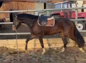 Hanoverian, Gelding, 3 years, 16,2 hh, Brown, in Wolfsbach