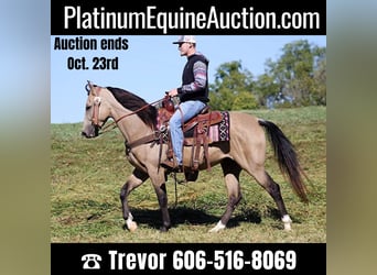Tennessee walking horse, Caballo castrado, 6 años, 152 cm, Buckskin/Bayo, in Whitley City KY,