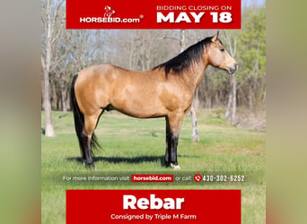 American Quarter Horse, Ruin, 15 Jaar, 152 cm, Buckskin, in Forney