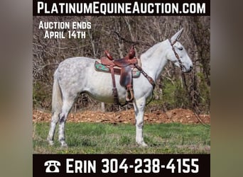 American Quarter Horse, Mare, 10 years, 15.1 hh, Gray, in FLEMINGSBURG,
