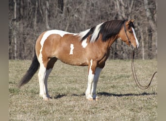 Tinker, Stute, 9 Jahre, 150 cm, Falbe, in Mount vernon KY,