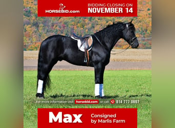Friesian horses, Gelding, 8 years, 16 hh, Black, in Rebersburg, PA,