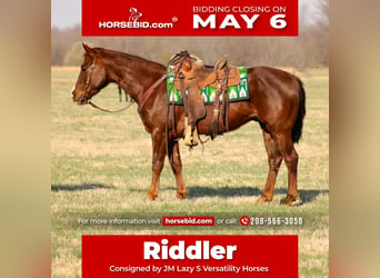 Quarter horse américain, Hongre, 6 Ans, 147 cm, Alezan cuivré, in Baxter Springs,