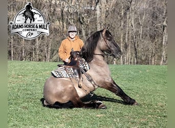 Quarter horse américain, Hongre, 5 Ans, Grullo, in Mount Vernon,