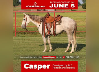 Quarter horse américain, Hongre, 4 Ans, Gris, in Grand Saline, TX,