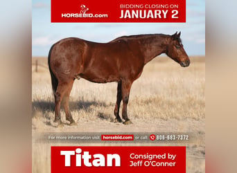 Quarter horse américain, Hongre, 11 Ans, 150 cm, Bai cerise, in Canyon,