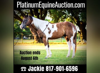 Quarter horse américain, Hongre, 10 Ans, 147 cm, Tobiano-toutes couleurs, in Lipton TX,