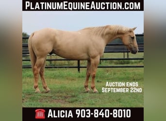 American Quarter Horse, Wallach, 14 Jahre, 152 cm, Palomino, in Willis Point TX,