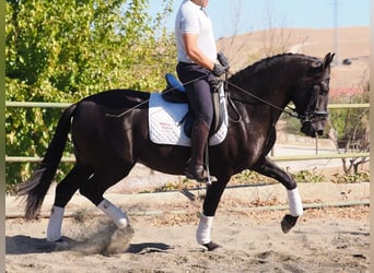 PRE Mestizo, Semental, 3 años, 165 cm, Negro, in Navas Del Madroño