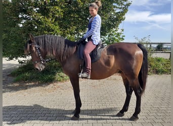 PRE Blandning, Valack, 12 år, 165 cm, Brun, in Dietlikon,