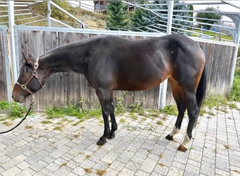 American Quarter Horse, Mare, 5 years, 14.2 hh, Brown, in Sankt Leonhard in Passeier,