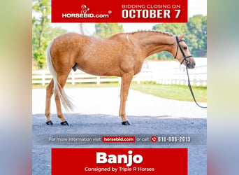 American Quarter Horse, Wałach, 6 lat, 157 cm, Izabelowata, in Narvon, PA,