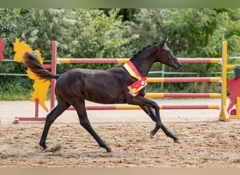 Austriaco, Giumenta, Puledri (02/2026), , in Unterpetersdorf