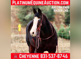 American Quarter Horse, Giumenta, 12 Anni, 150 cm, Morello, in Bitterwater CA,