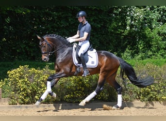 Quadrogold, German Sport Horse, Stallion, in Riedstadt,