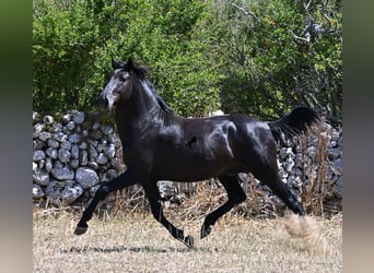 Menorquín, Semental, 2 años, 160 cm, Negro, in Menorca