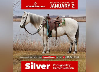 Quarter pony, Hongre, 10 Ans, 135 cm, Gris, in Valley Springs, SD,