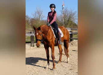 Hanoverian, Mare, 4 years, 16.1 hh, Chestnut-Red, in Leipzig,