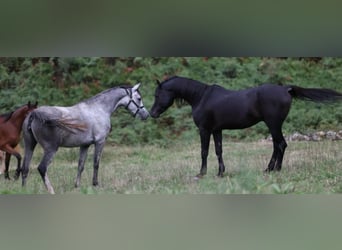 Arabian horses, Mare, 5 years, 15.1 hh, White, in Bosau,