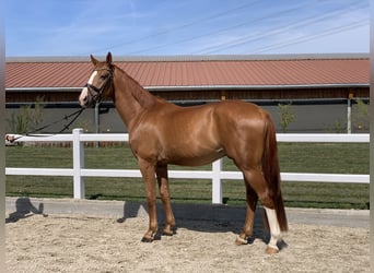Gelding 4 years