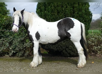 Tinker, Merrie, 11 Jaar, 133 cm, Gevlekt-paard, in Lathen,