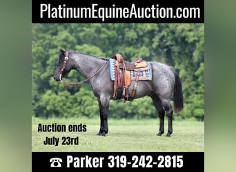 American Quarter Horse, Gelding, 14 years, 15.1 hh, Roan-Blue, in sOMERSET ky,