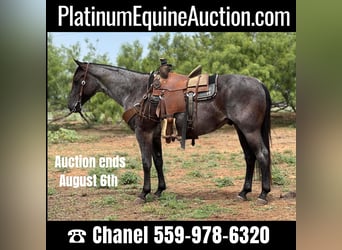 Quarter horse américain, Hongre, 7 Ans, Rouan Bleu, in Byers TX,