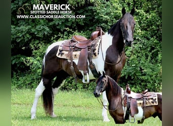 Spotted Saddle Horse, Hongre, 10 Ans, 152 cm, Tobiano-toutes couleurs, in Waynesboro, pa