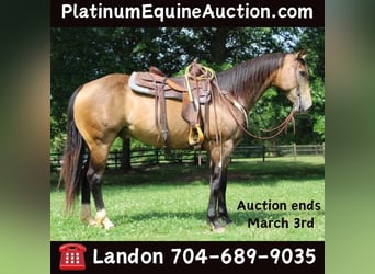 Quarter horse américain, Hongre, 8 Ans, 165 cm, Buckskin, in Cherryville KY,