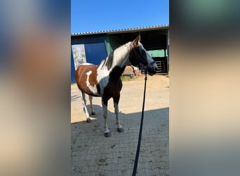 German Riding Horse, Mare, 15 years, 16.3 hh, Pinto, in Osnabrück,