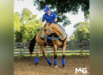 Horse Help Academy - Step Up your Horsemanship Knowledge! 