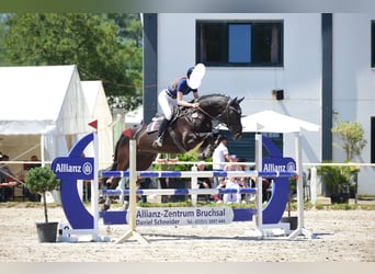 Wallach 12 Jahre